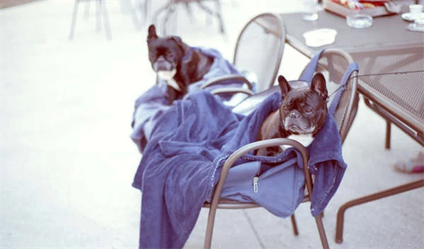 Aspirationspneumonie beim Pferd: Symptome, Behandlung & Vorbeugung