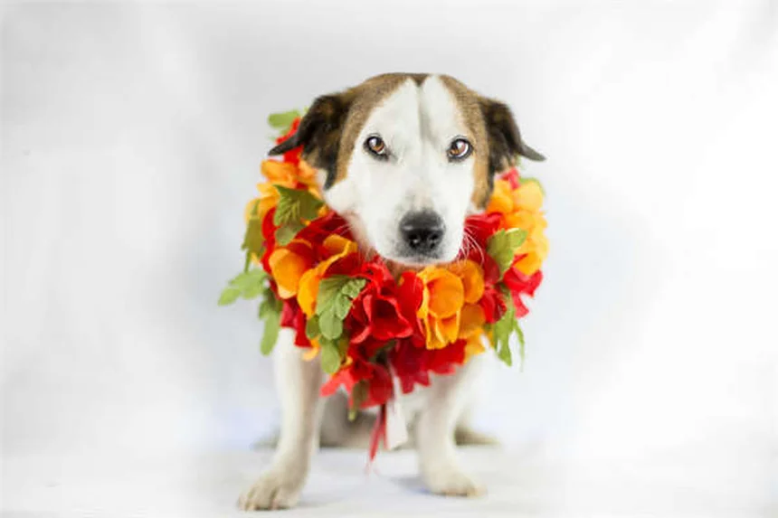 Waisenfohlen aufziehen: So rettest du ein verwaistes Fohlen