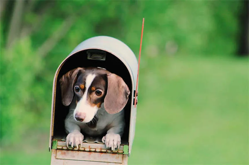 Geschwollene Katzenpfote: Wann zum Tierarzt? 5 Sofort-Maßnahmen